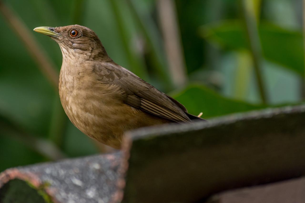 Ara Ambigua Lodge Sarapiqui Bagian luar foto
