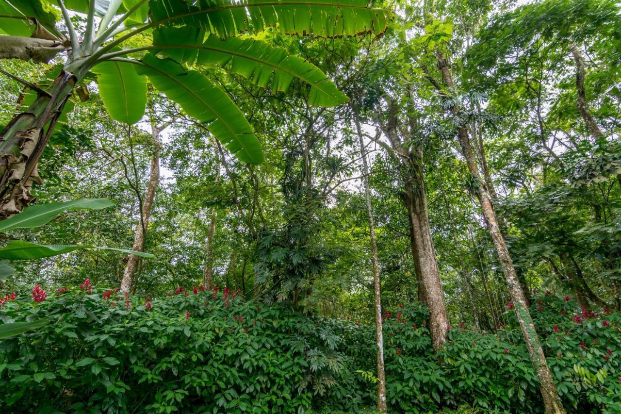 Ara Ambigua Lodge Sarapiqui Bagian luar foto