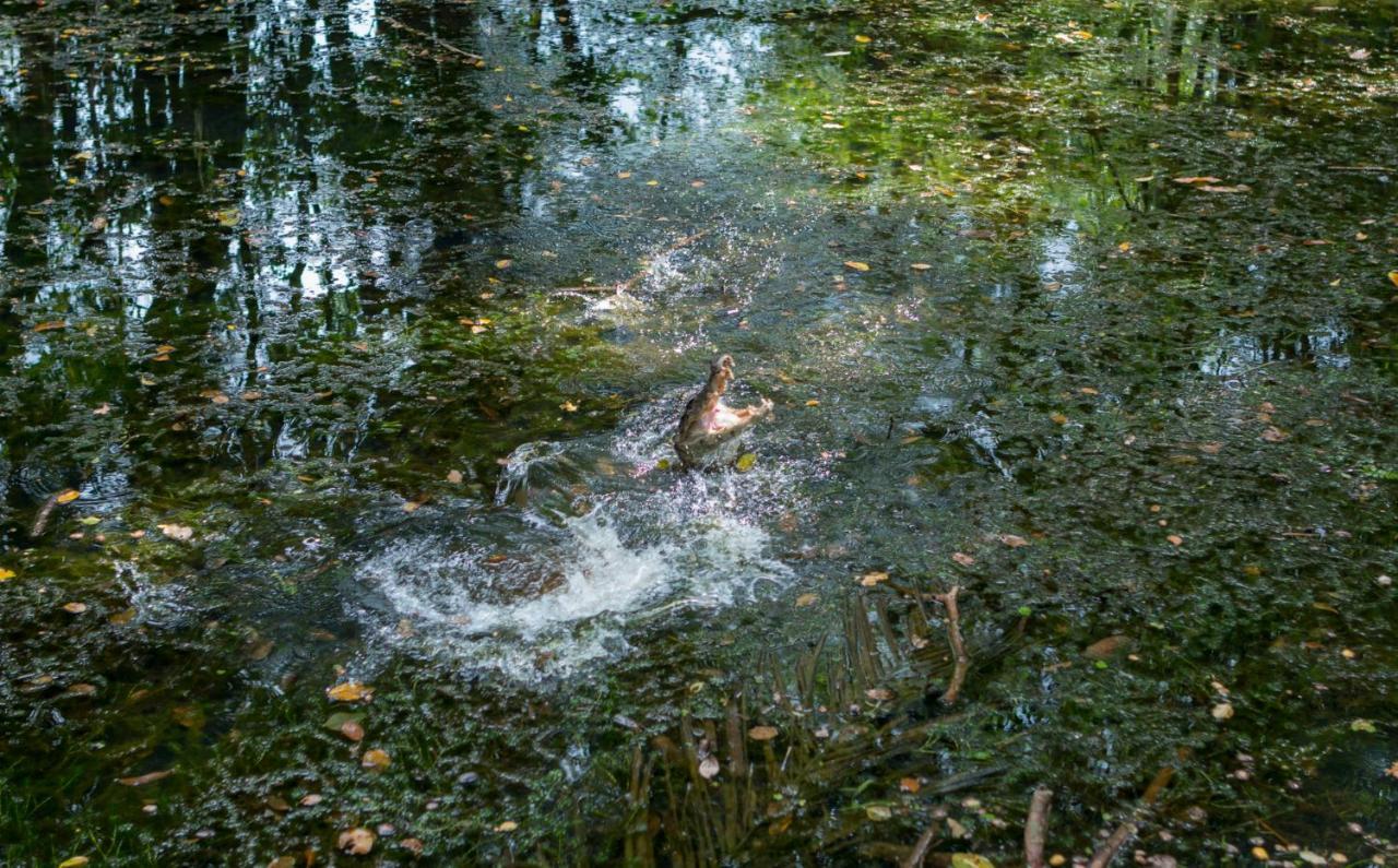 Ara Ambigua Lodge Sarapiqui Bagian luar foto